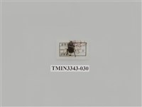 藏品(長毛長腳金龜)的圖片